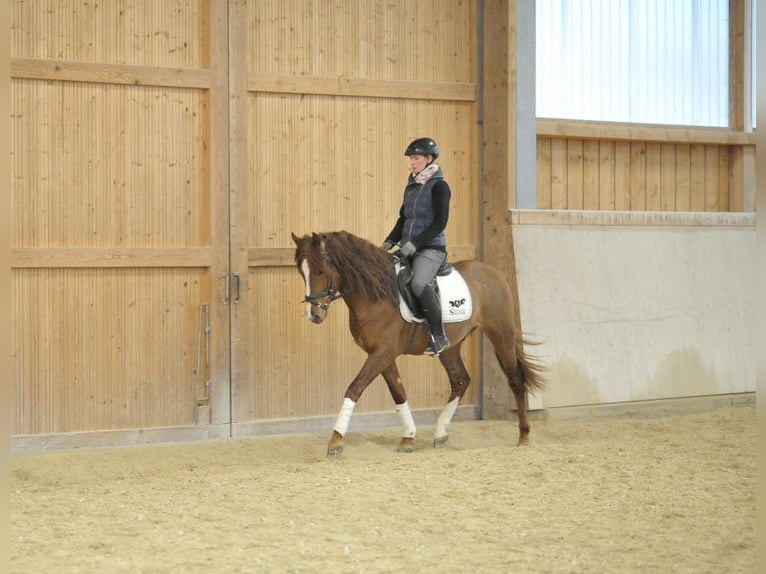 Andalusier Wallach 4 Jahre 155 cm Fuchs in Wellheim