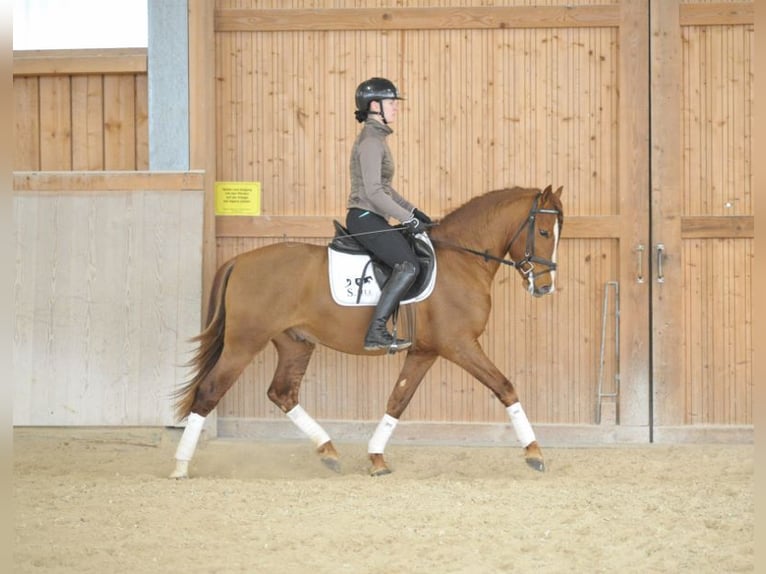 Andalusier Wallach 4 Jahre 155 cm Fuchs in Wellheim