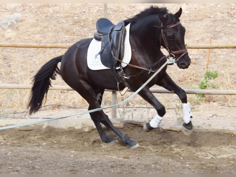 Andalusier Wallach 4 Jahre 155 cm Rappe in Provinz Malaga