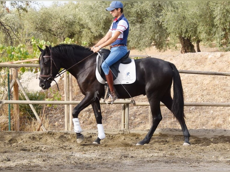 Andalusier Wallach 4 Jahre 155 cm Rappe in Provinz Malaga