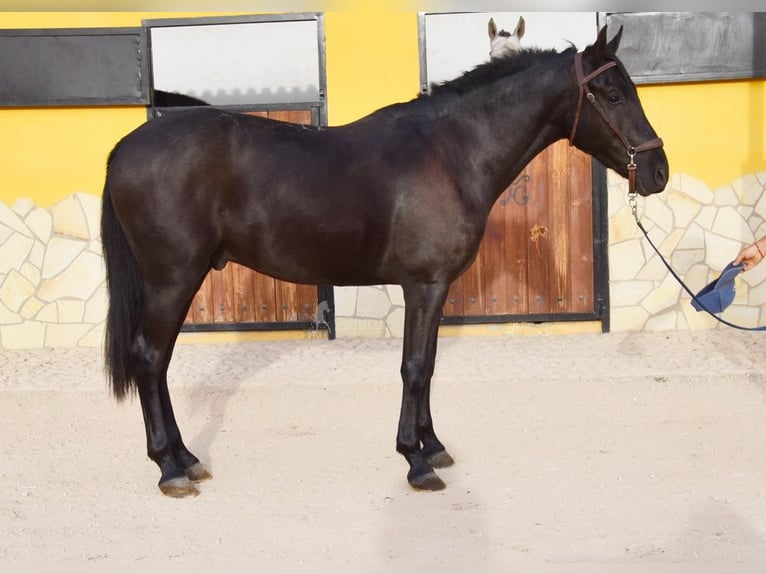 Andalusier Wallach 4 Jahre 155 cm Rappe in Provinz Malaga