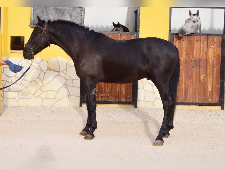 Andalusier Wallach 4 Jahre 155 cm Rappe in Provinz Malaga