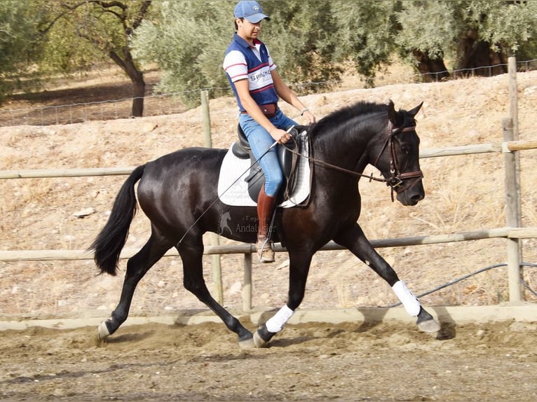 Andalusier Wallach 4 Jahre 155 cm Rappe in Provinz Malaga