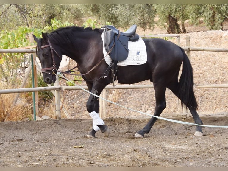 Andalusier Wallach 4 Jahre 155 cm Rappe in Provinz Malaga