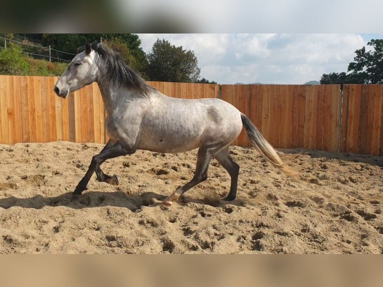 Andalusier Wallach 4 Jahre 155 cm Schimmel in Zerf