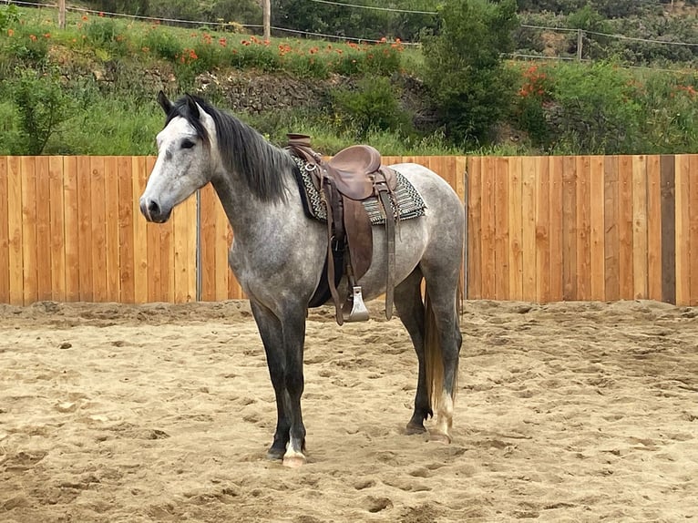 Andalusier Wallach 4 Jahre 155 cm Schimmel in Zerf
