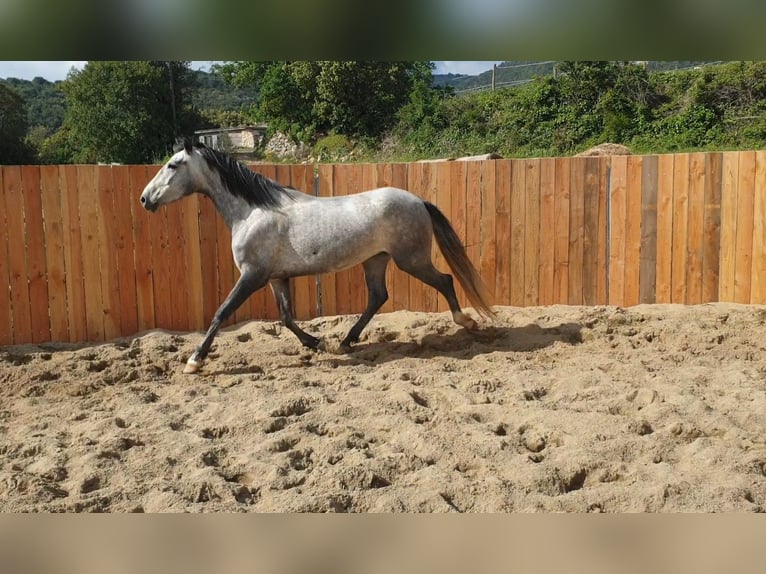 Andalusier Wallach 4 Jahre 155 cm Schimmel in Zerf