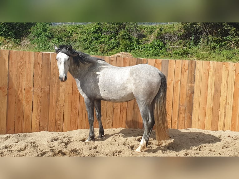 Andalusier Wallach 4 Jahre 155 cm Schimmel in Zerf