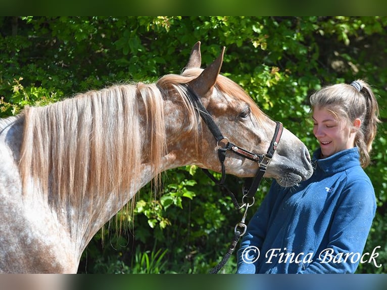 Andalusier Wallach 4 Jahre 155 cm Tigerschecke in Wiebelsheim