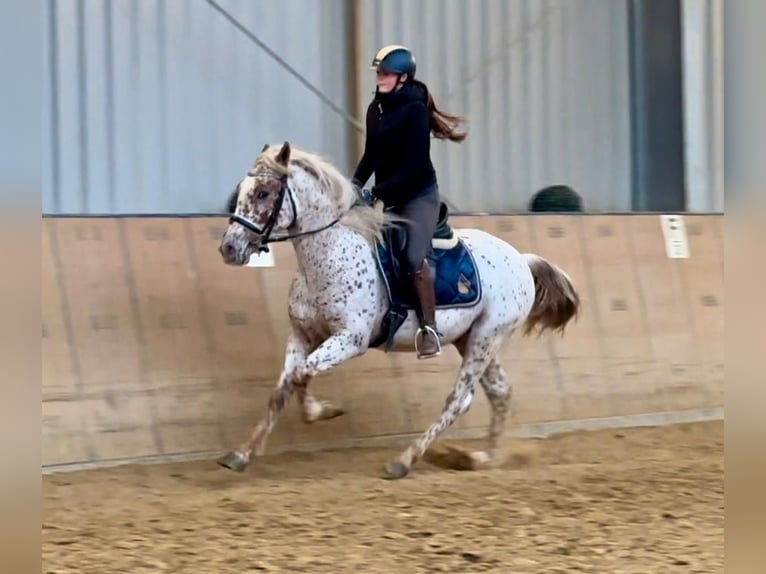 Andalusier Wallach 4 Jahre 155 cm Tigerschecke in Neustadt (Wied)