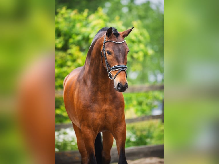 Andalusier Wallach 4 Jahre 156 cm Brauner in Sm