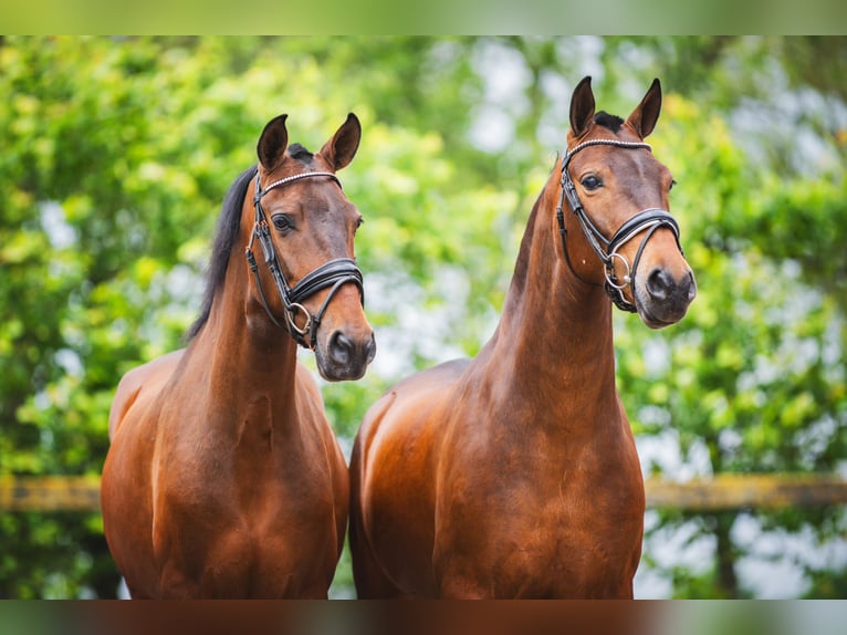 Andalusier Wallach 4 Jahre 156 cm Brauner in Sm