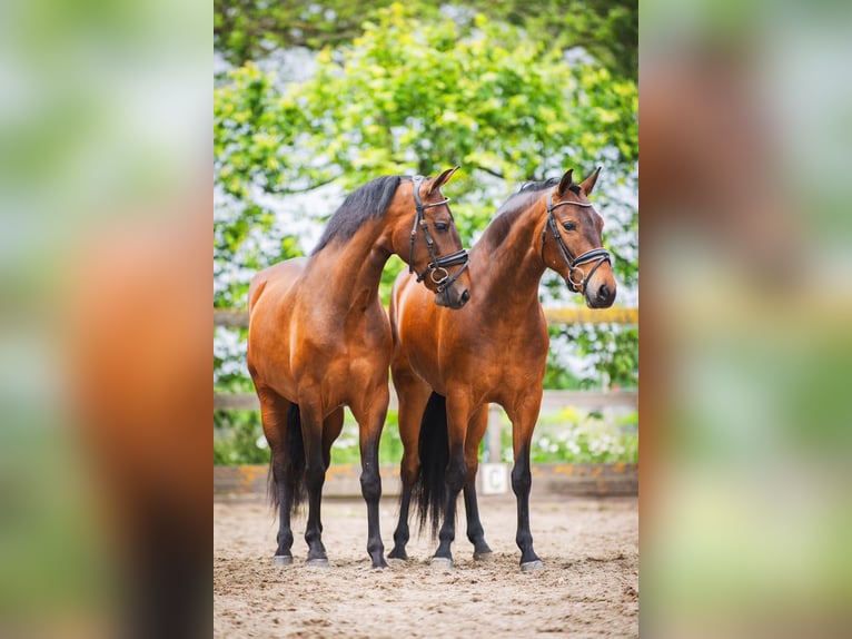 Andalusier Wallach 4 Jahre 156 cm Brauner in Sm