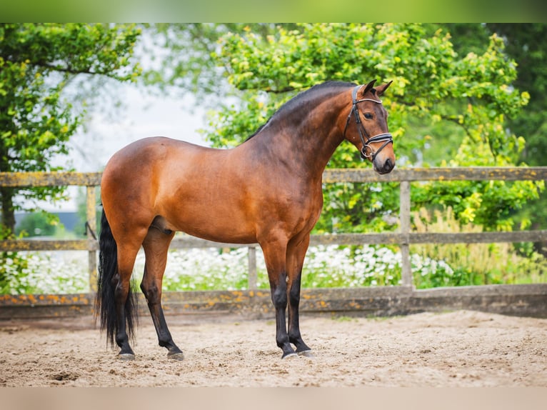 Andalusier Wallach 4 Jahre 156 cm Brauner in Sm