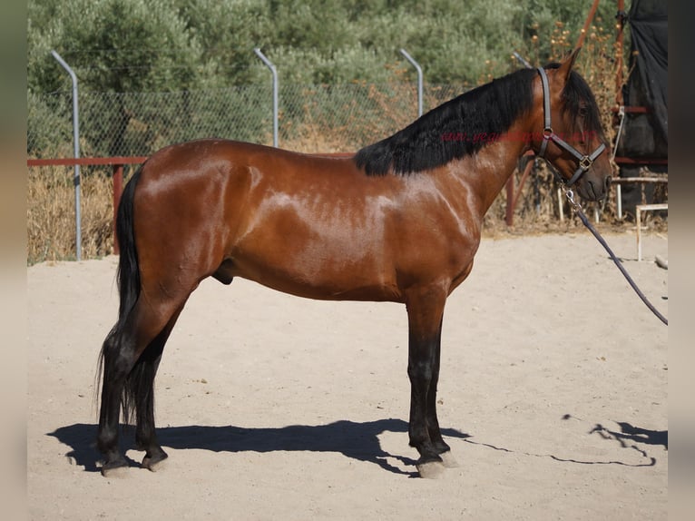 Andalusier Wallach 4 Jahre 156 cm Brauner in Pruna