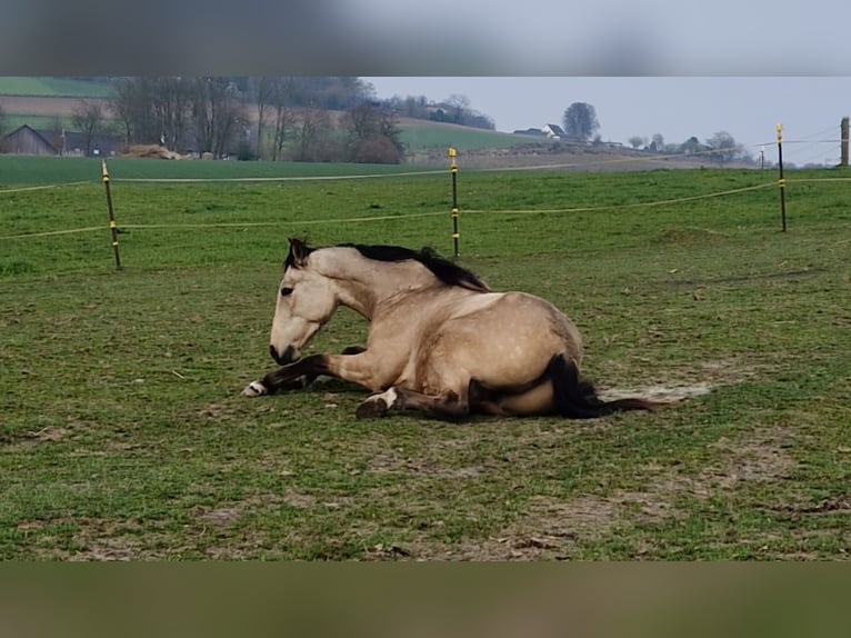 Andalusier Wallach 4 Jahre 156 cm Falbe in Essen