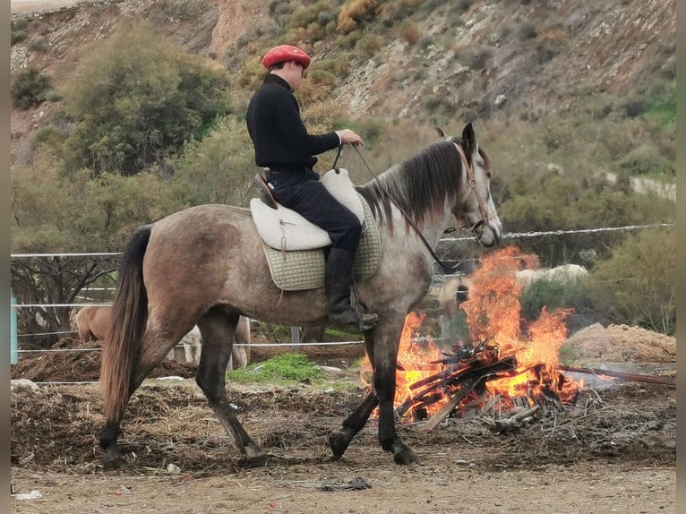 Andalusier Wallach 4 Jahre 156 cm Schimmel in Adra Almería