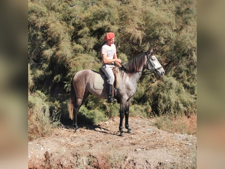 Andalusier Wallach 4 Jahre 156 cm Schimmel in Adra Almería