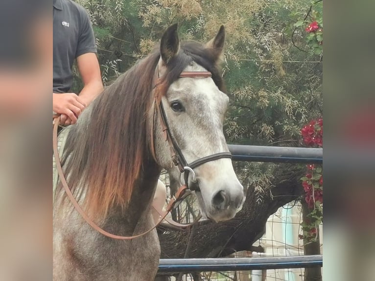 Andalusier Wallach 4 Jahre 156 cm Schimmel in Adra Almería