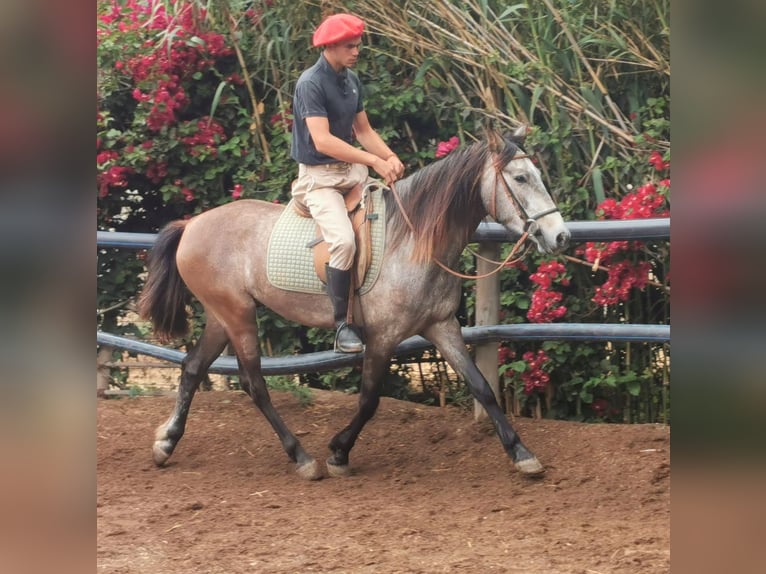 Andalusier Wallach 4 Jahre 156 cm Schimmel in Adra Almería