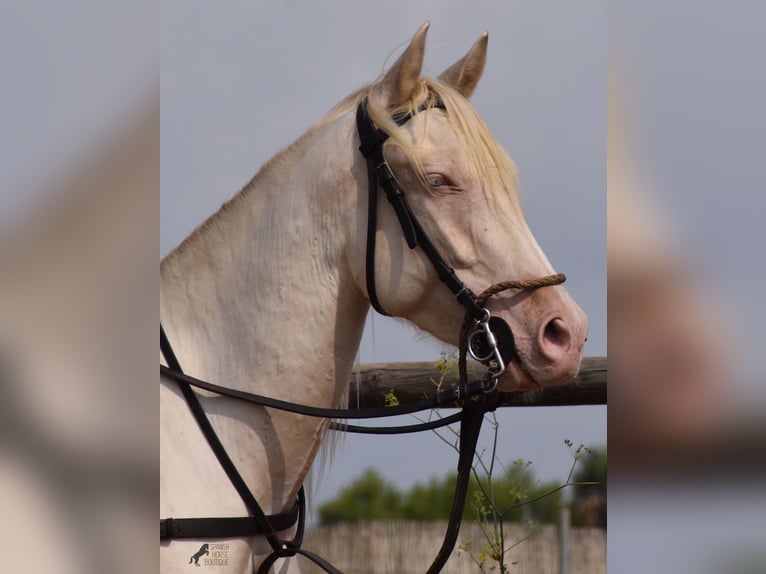 Andalusier Wallach 4 Jahre 157 cm Cremello in Mallorca