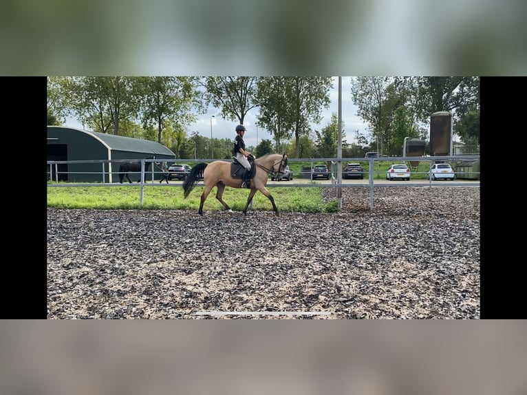 Andalusier Mix Wallach 4 Jahre 157 cm Falbe in Den Haag