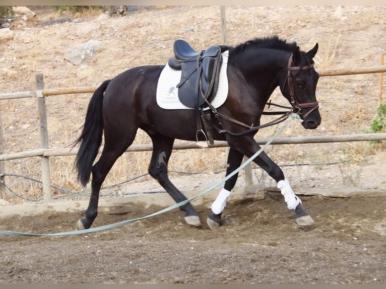 Andalusier Wallach 4 Jahre 157 cm Rappe in Provinz Malaga