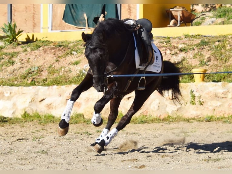 Andalusier Wallach 4 Jahre 157 cm Rappe in Provinz Malaga