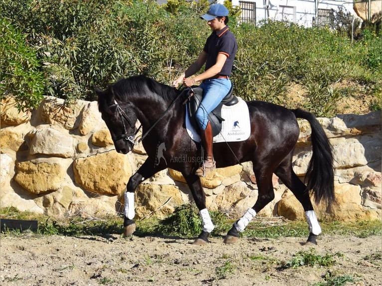 Andalusier Wallach 4 Jahre 157 cm Rappe in Provinz Malaga