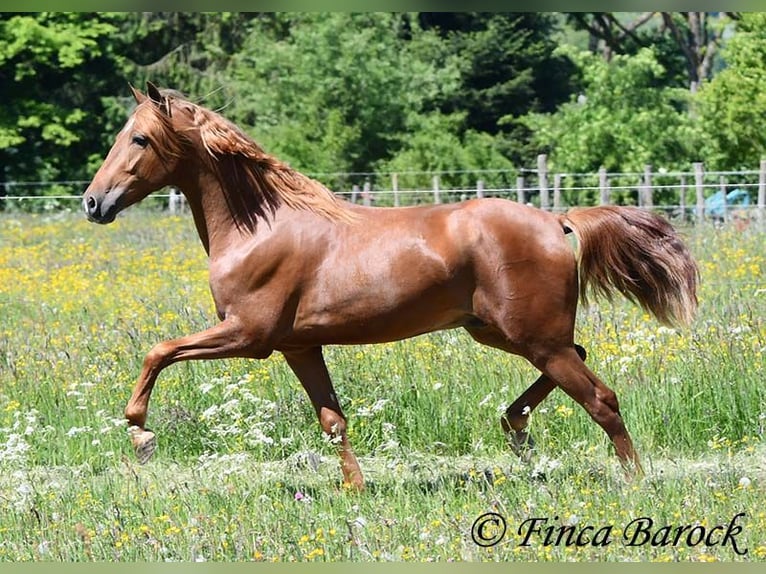 Andalusier Wallach 4 Jahre 158 cm in Wiebelsheim