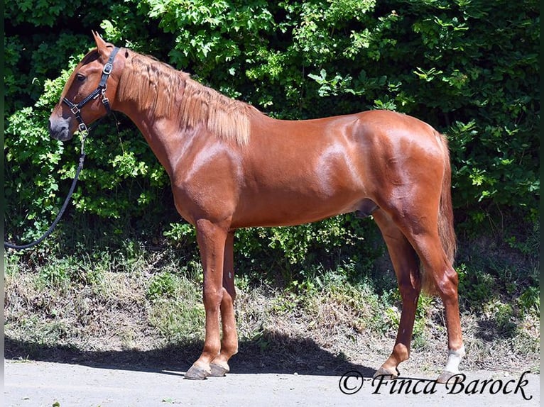 Andalusier Wallach 4 Jahre 158 cm in Wiebelsheim