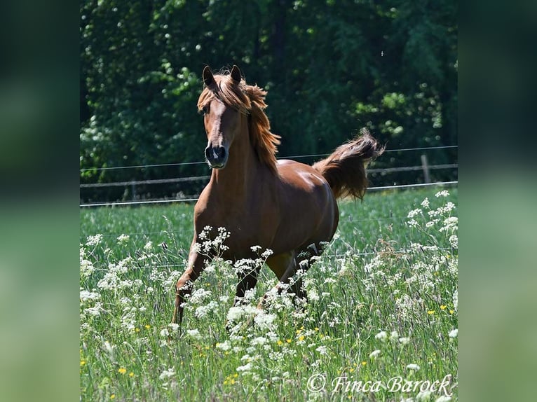 Andalusier Wallach 4 Jahre 158 cm in Wiebelsheim