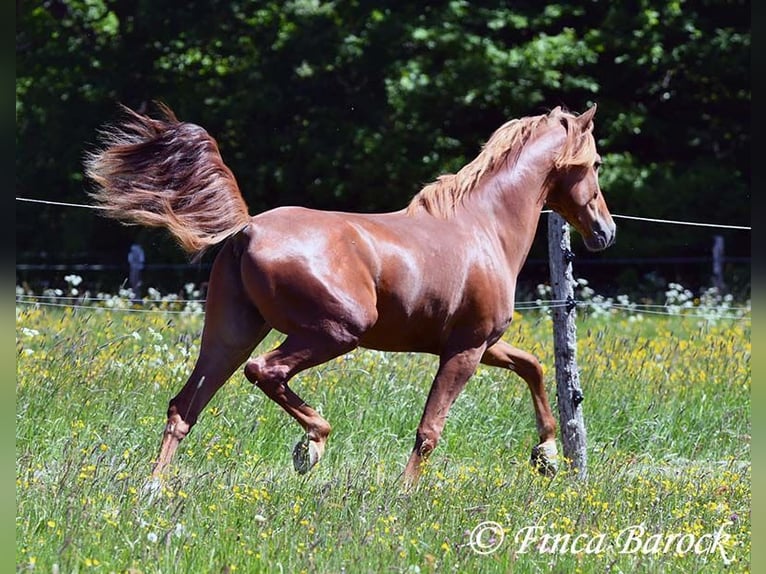 Andalusier Wallach 4 Jahre 158 cm in Wiebelsheim