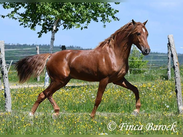 Andalusier Wallach 4 Jahre 158 cm in Wiebelsheim