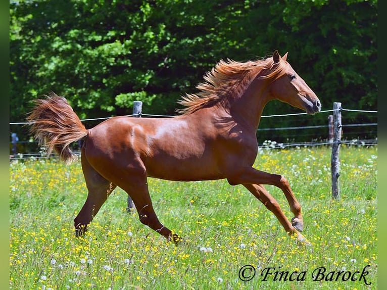 Andalusier Wallach 4 Jahre 158 cm in Wiebelsheim