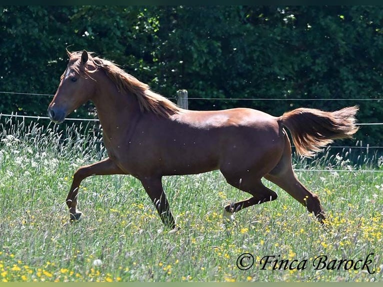 Andalusier Wallach 4 Jahre 158 cm in Wiebelsheim