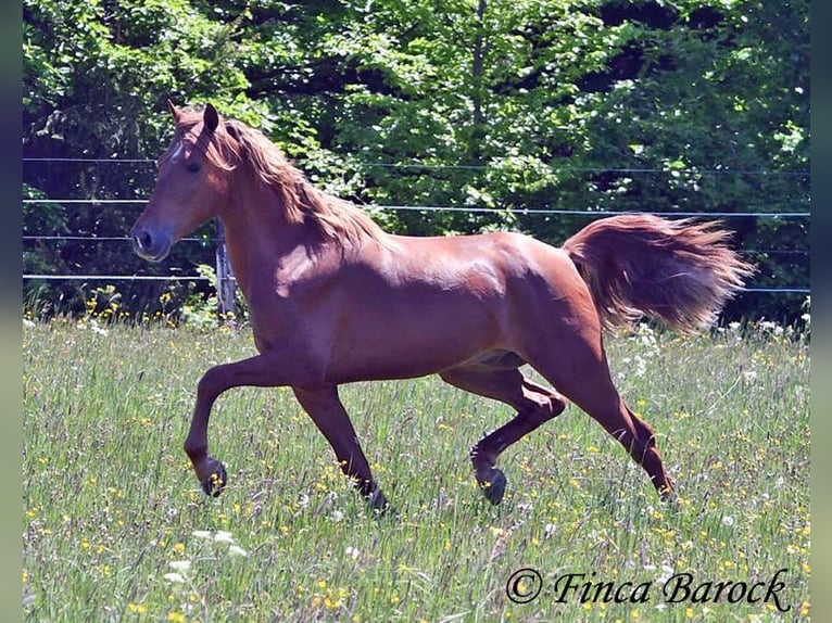 Andalusier Wallach 4 Jahre 158 cm in Wiebelsheim