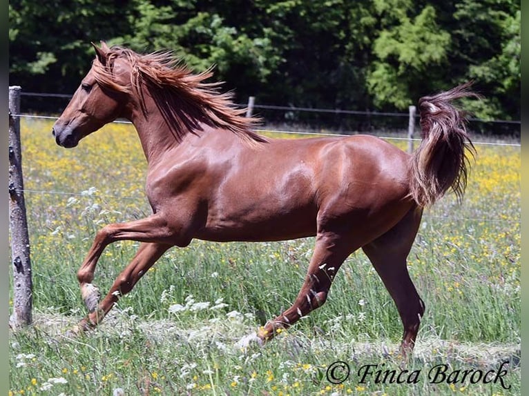 Andalusier Wallach 4 Jahre 158 cm in Wiebelsheim