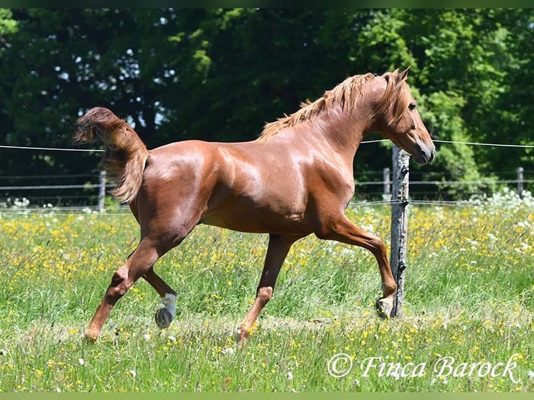 Andalusier Wallach 4 Jahre 158 cm in Wiebelsheim