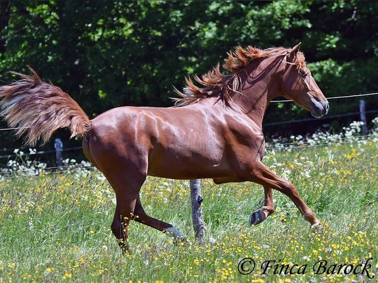 Andalusier Wallach 4 Jahre 158 cm in Wiebelsheim