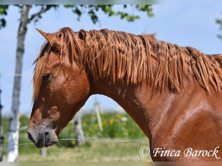 Andalusier Wallach 4 Jahre 158 cm in Wiebelsheim