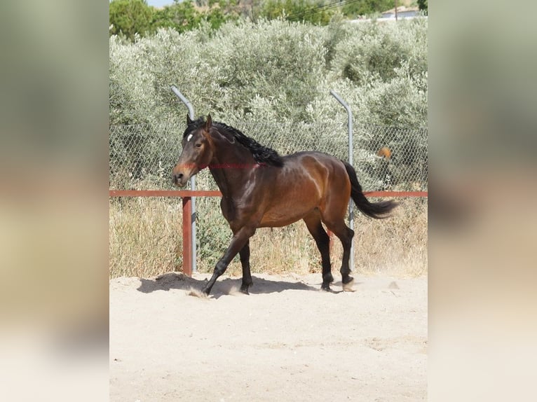 Andalusier Wallach 4 Jahre 158 cm Brauner in Pruna