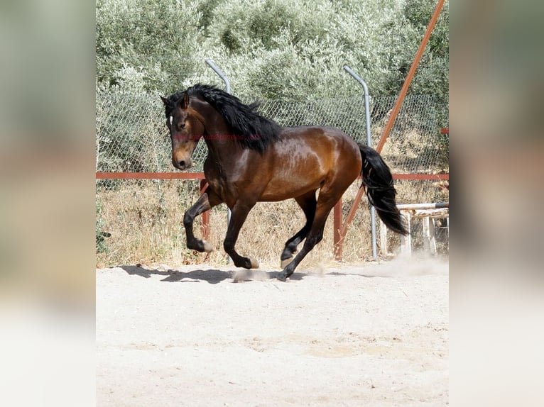 Andalusier Wallach 4 Jahre 158 cm Brauner in Pruna
