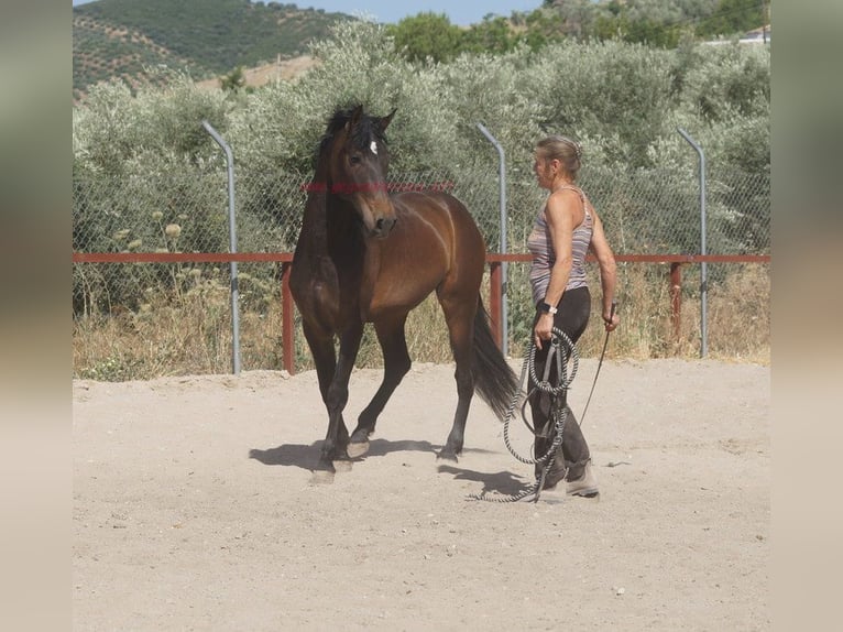 Andalusier Wallach 4 Jahre 158 cm Brauner in Pruna