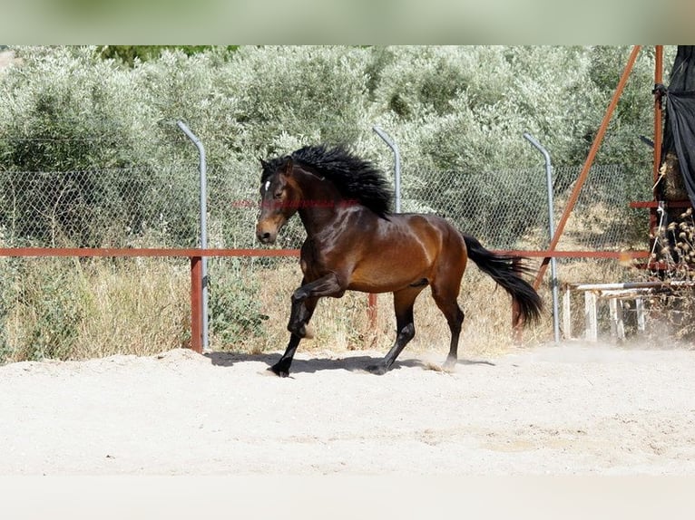 Andalusier Wallach 4 Jahre 158 cm Brauner in Pruna