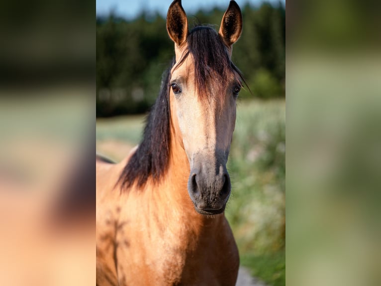Andalusier Wallach 4 Jahre 158 cm Buckskin in Grabenstätt