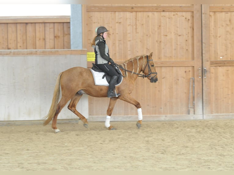 Andalusier Wallach 4 Jahre 158 cm Palomino in Wellheim
