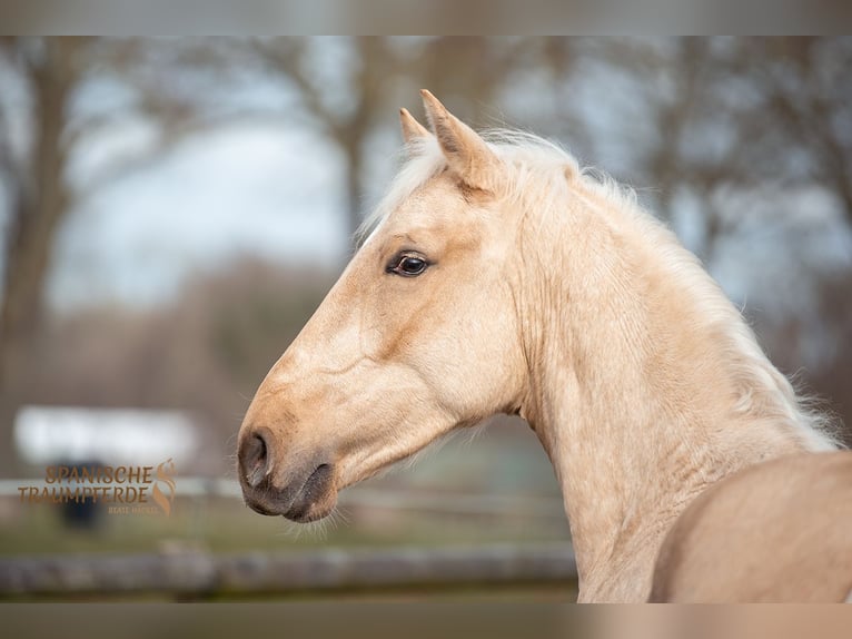 Andalusier Mix Wallach 4 Jahre 158 cm Palomino in Traventhal
