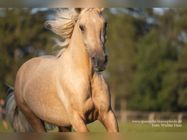Andalusier Mix Wallach 4 Jahre 158 cm Palomino in Traventhal