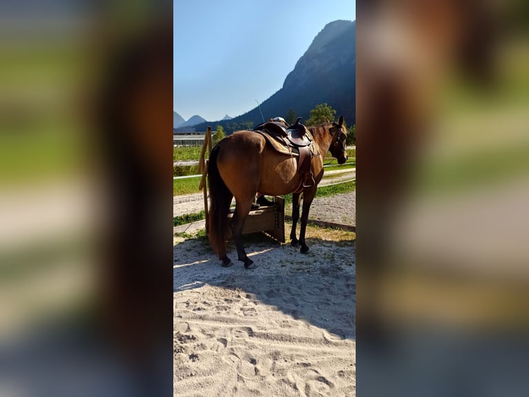 Andalusier Mix Wallach 4 Jahre 160 cm Buckskin in Unken